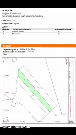 A la venta olivar de 7.627 metros cuadrados