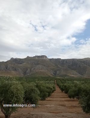 En venta  magnifica finca de olivar de regadio