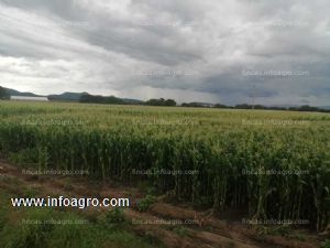 A la venta 42 hectáreas de riego, muy buena productividad agrícola, cuenta con concesión