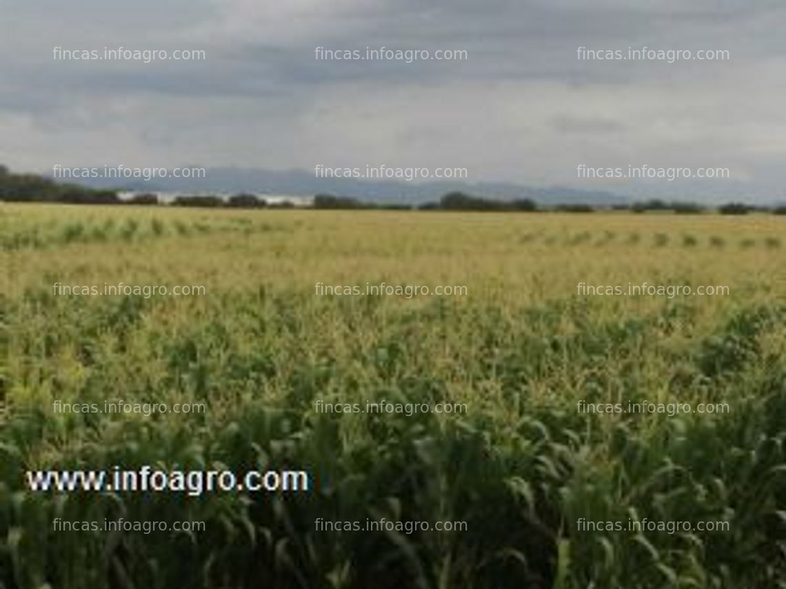 Fotos de A la venta 42 hectáreas de riego, muy buena productividad agrícola, cuenta con concesión