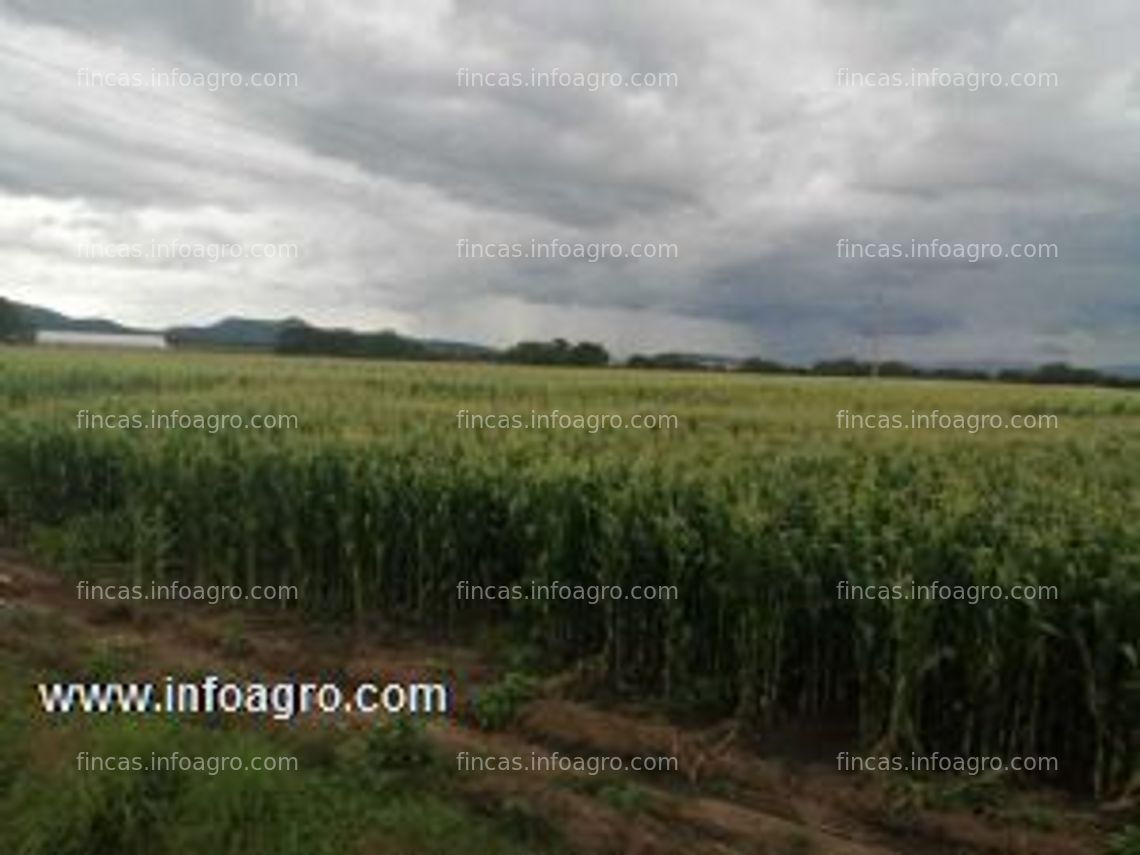 Fotos de A la venta 42 hectáreas de riego, muy buena productividad agrícola, cuenta con concesión