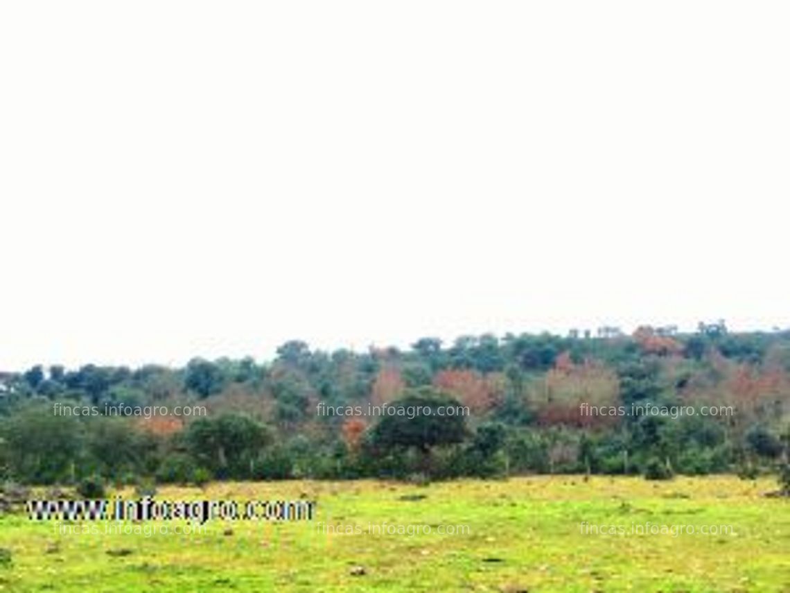 Fotos de A la venta preciosa dehesa ganadera y caza a 30 km de zamora