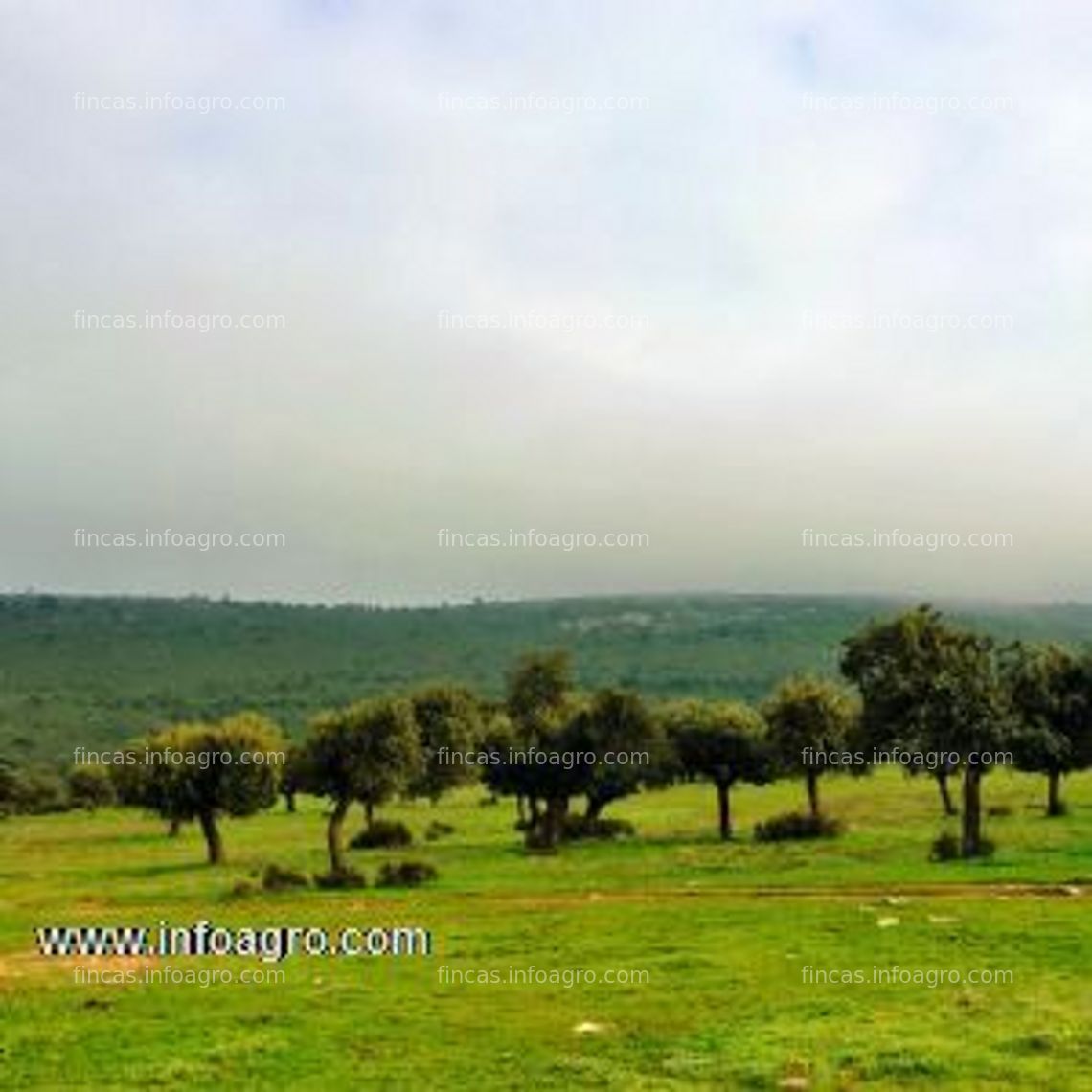 Fotos de A la venta preciosa dehesa ganadera y caza a 30 km de zamora