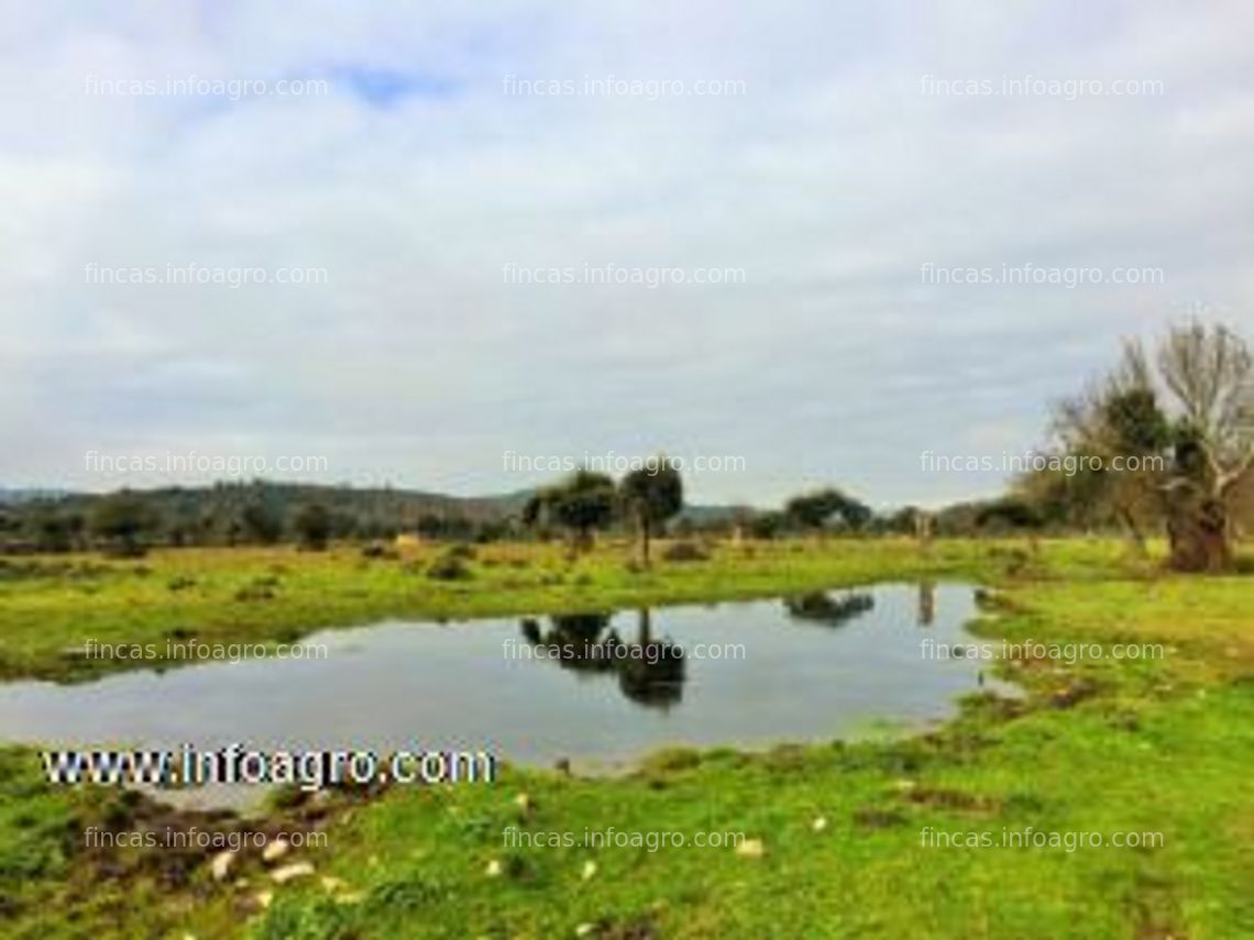 Fotos de A la venta preciosa dehesa ganadera y caza a 30 km de zamora