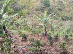 En venta  finca productiva, con cafe, suelo fertil y profundo.