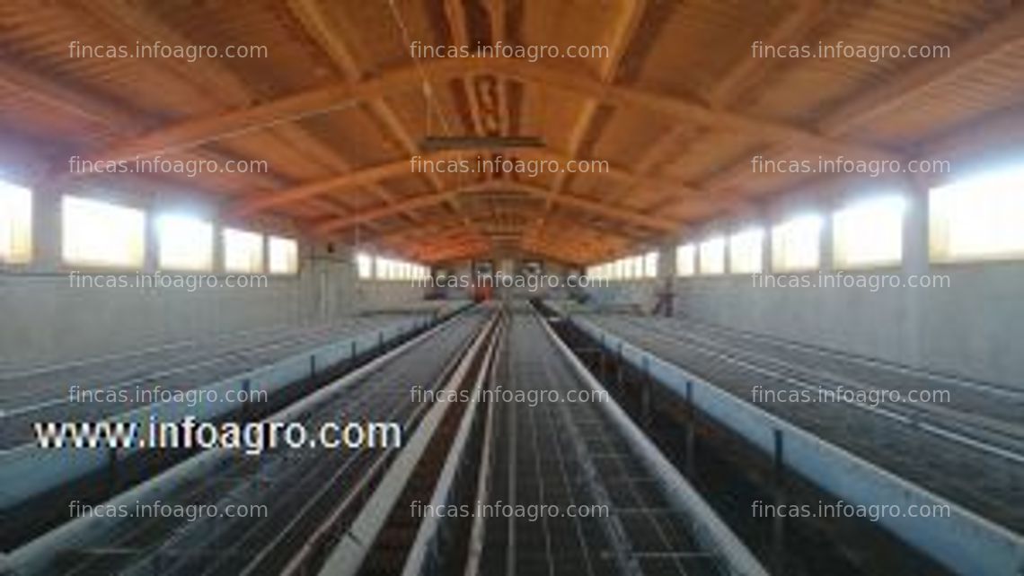 Fotos de A la venta granja de conejos en fuenterrobles ( valencia)