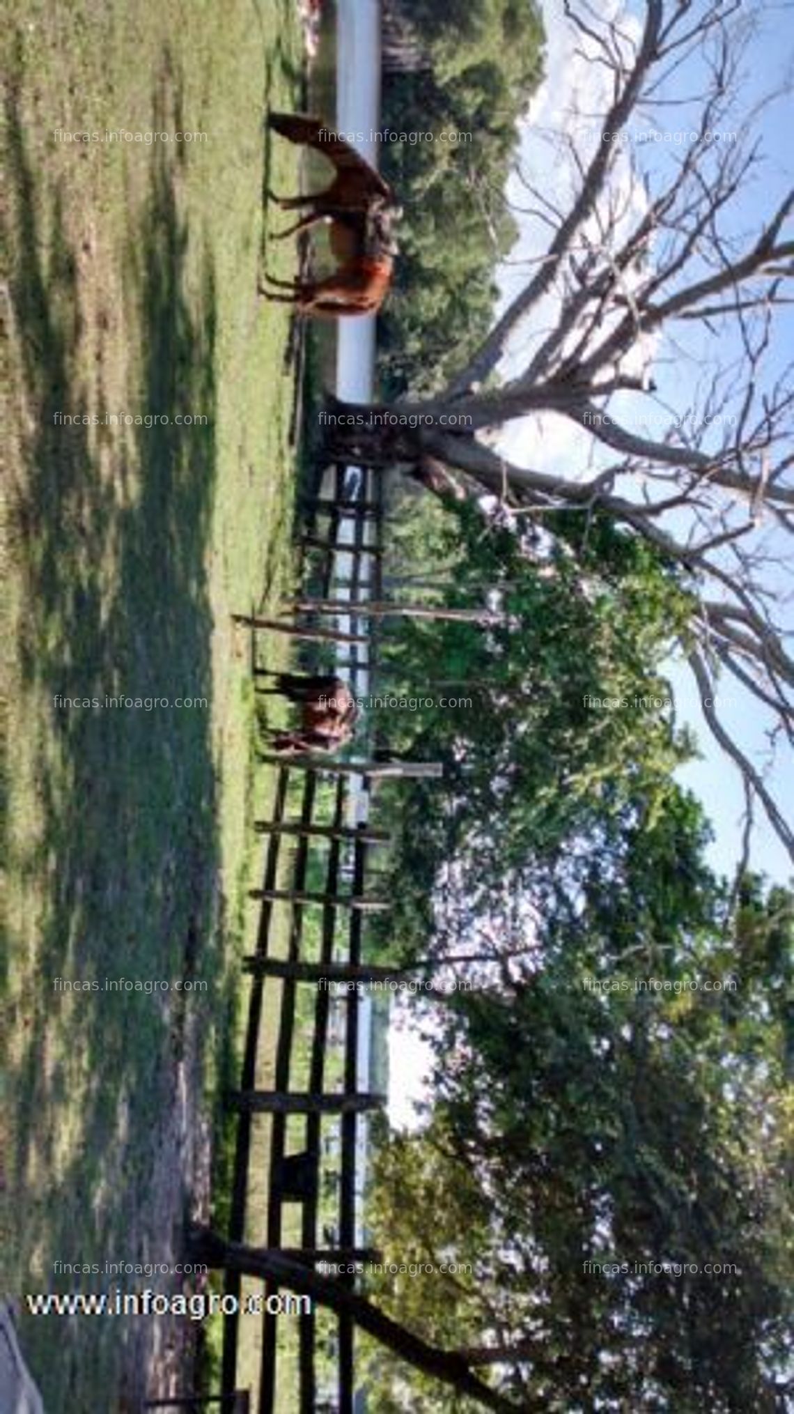 Fotos de Vendo rancho en candelaria, campeche, méxico