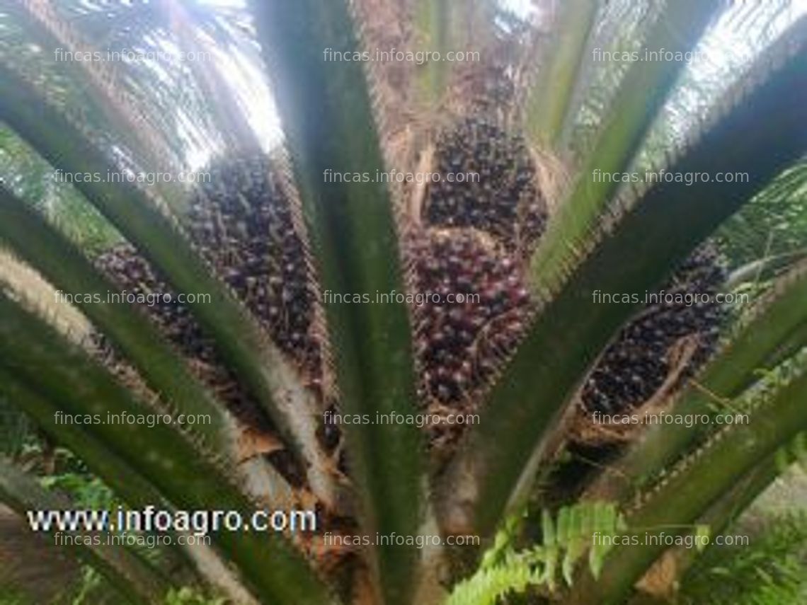 Fotos de En venta  finca con palma africana nicaragua