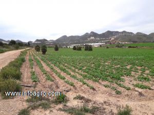 Vendo terreno agrícola de regadio 4,28 ha.