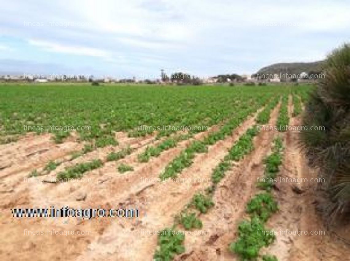 Fotos de Vendo terreno agrícola de regadio 4,28 ha.