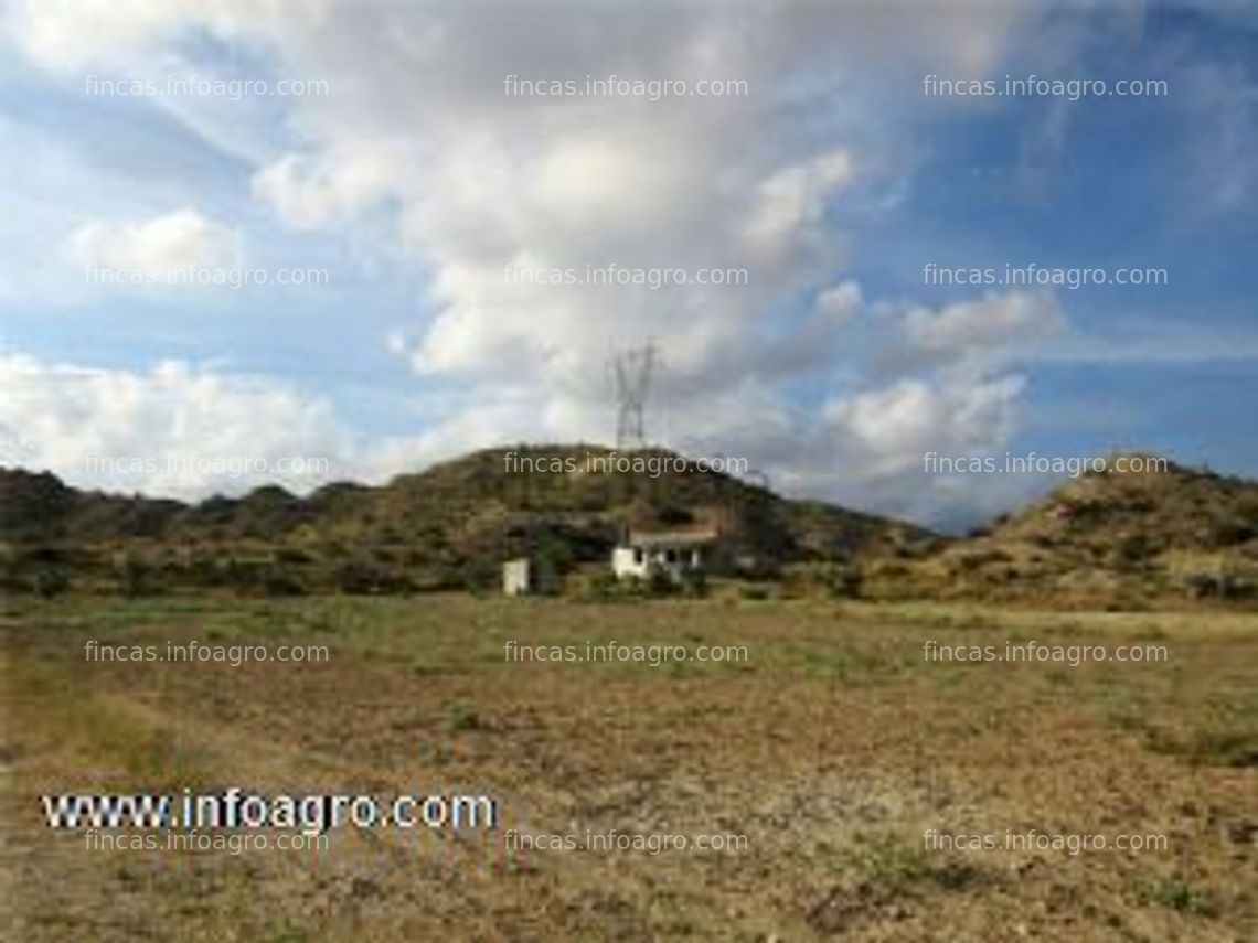 Fotos de A la venta terreno cultivable con olivos y frutales, casita y balsa en alicante