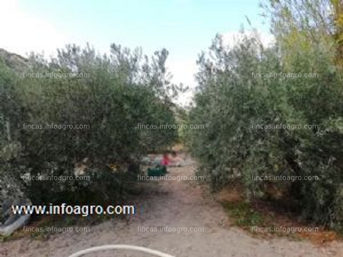 Fotos de A la venta terreno cultivable con olivos y frutales, casita y balsa en alicante