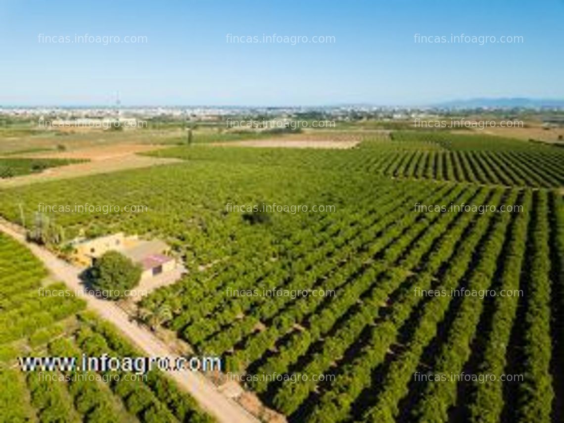 Fotos de A la venta finca de naranjos en torrent, valencia