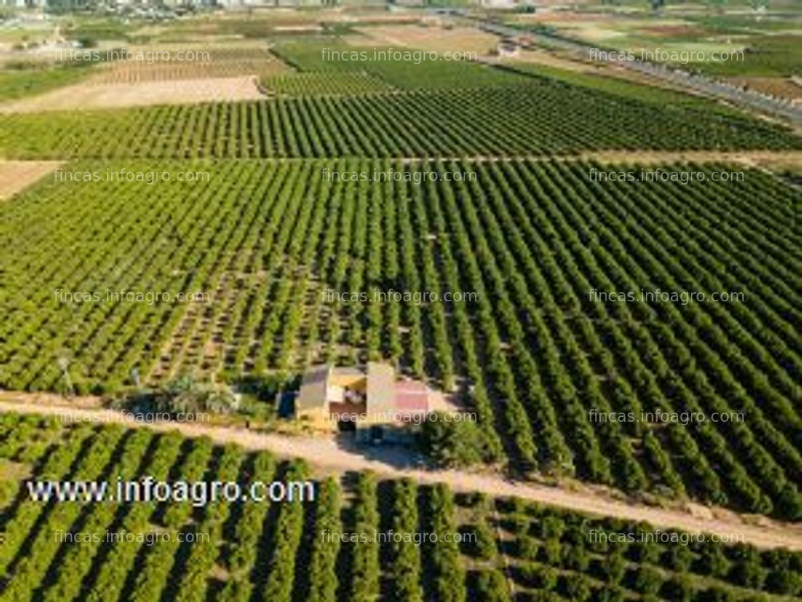 Fotos de A la venta finca de naranjos en torrent, valencia