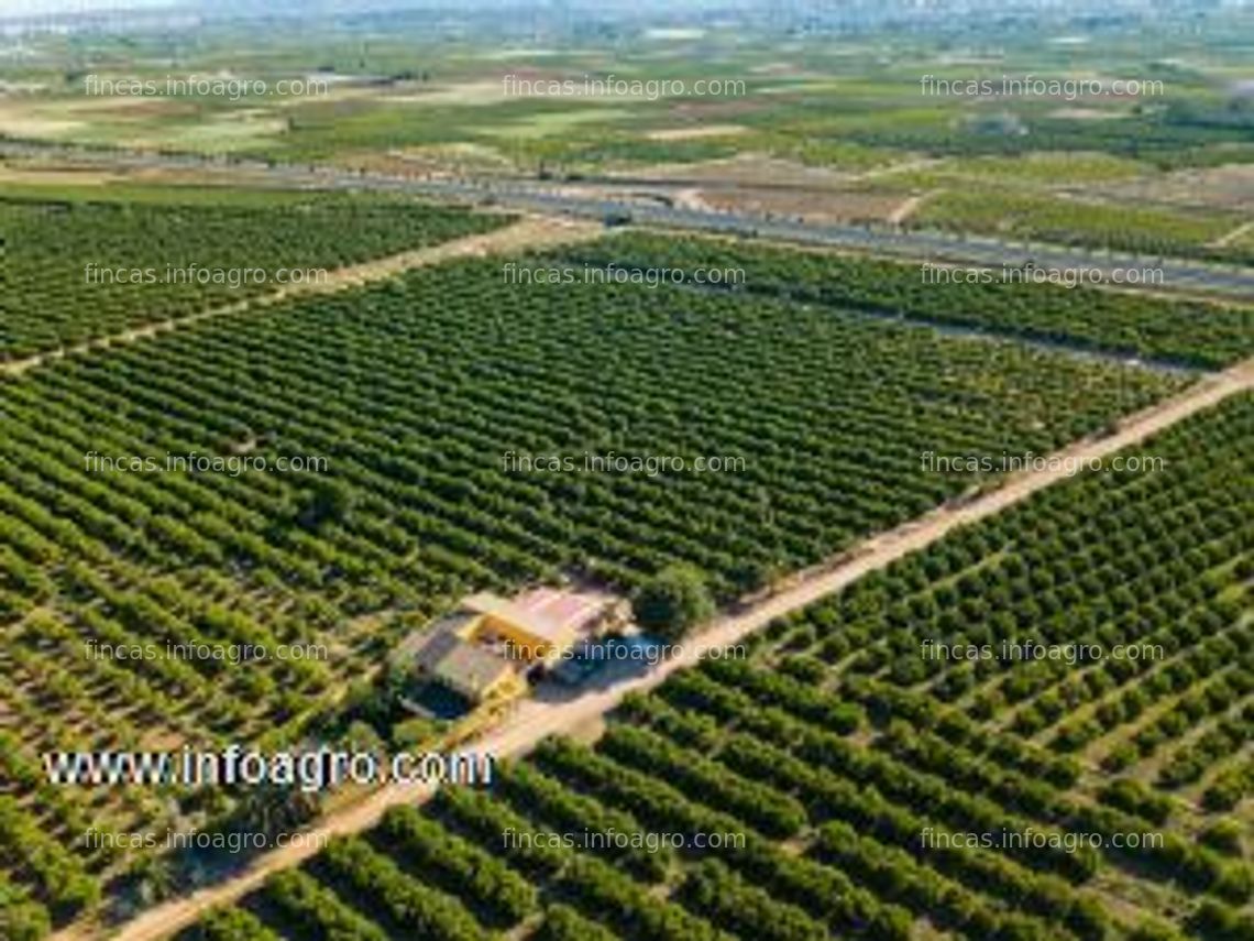 Fotos de A la venta finca de naranjos en torrent, valencia