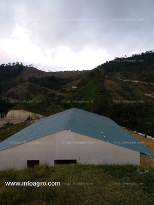 Vendo finca ubicada en concepción antioquia