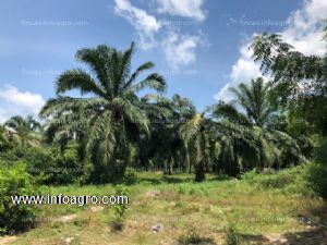 Se vende finca de palma 50 hectareas