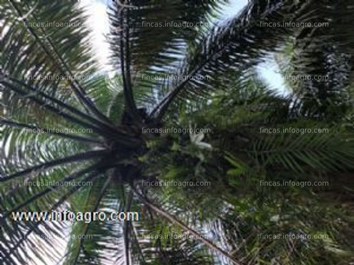 Fotos de Se vende finca de palma 50 hectareas