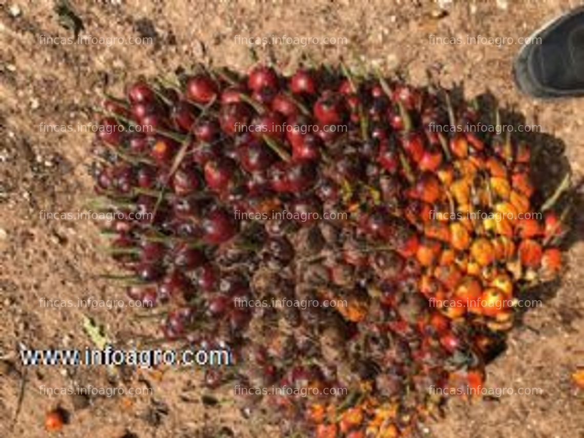 Fotos de Se vende finca de palma 50 hectareas