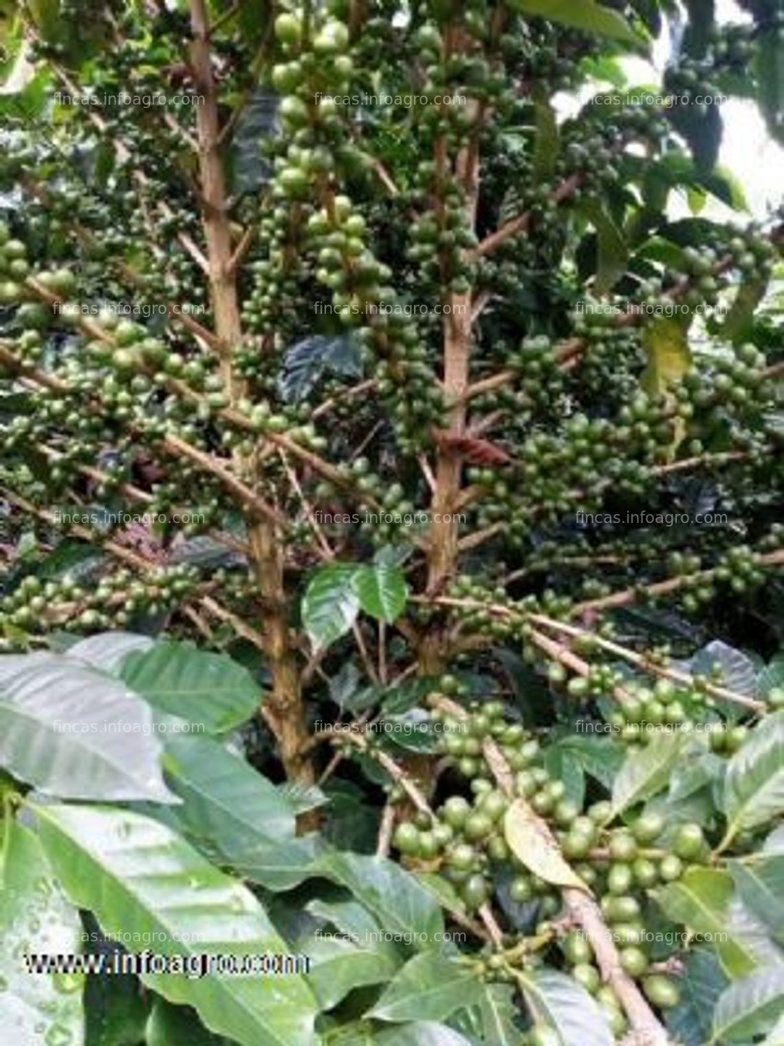 Fotos de En venta  ven-cambio finca cafetera en santa barbara(antioquia)