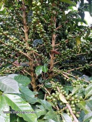 En venta  ven-cambio finca cafetera en santa barbara(antioquia)