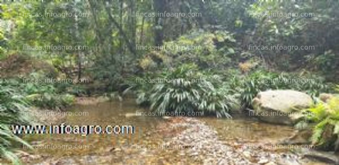 Fotos de Se vende finca municipio carmen de apicalá, tolima