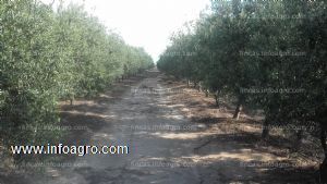 En venta  finca de olivos en argentina