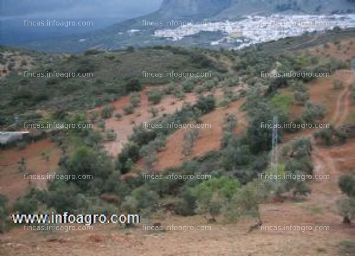 Fotos de En venta  magnifica finca rústica de olivos en archidona (lagunillas bajas)