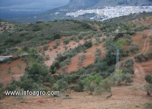 En venta  magnifica finca rústica de olivos en archidona (lagunillas bajas)