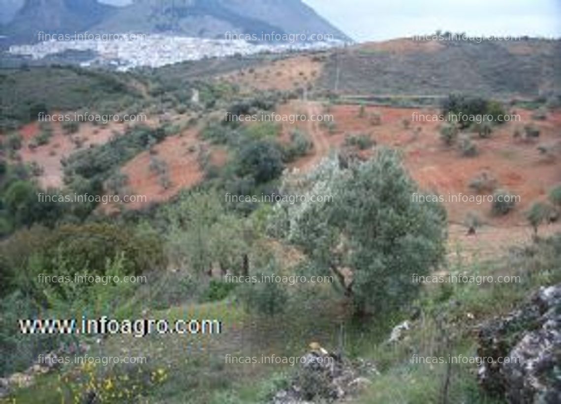 Fotos de En venta  magnifica finca rústica de olivos en archidona (lagunillas bajas)