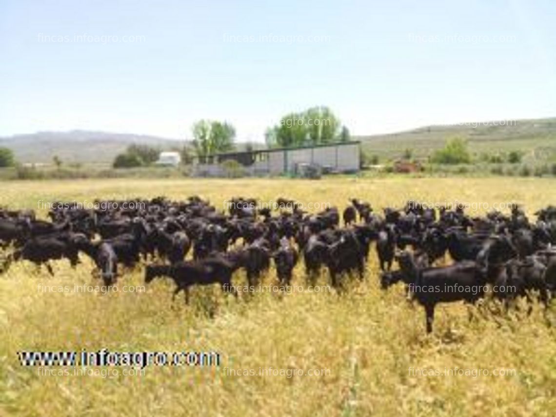 Fotos de Vendo explotación caprina gestantes y en producción con certificación ecológica: 200 cabras de leche murciana granadina con calificación m4 c3, parcela, nave-porche y casa en santo tomé, jaén.