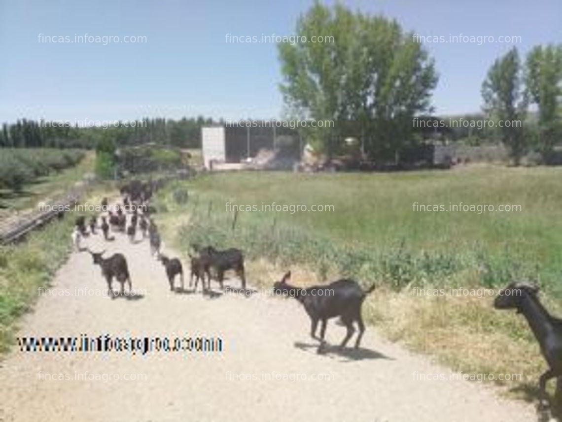 Fotos de Vendo explotación caprina gestantes y en producción con certificación ecológica: 200 cabras de leche murciana granadina con calificación m4 c3, parcela, nave-porche y casa en santo tomé, jaén.