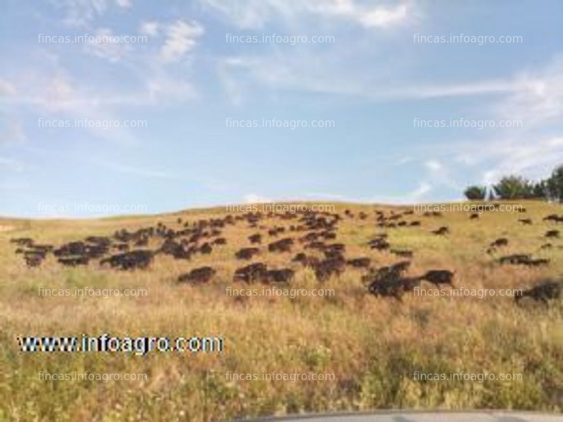 Fotos de Vendo explotación caprina gestantes y en producción con certificación ecológica: 200 cabras de leche murciana granadina con calificación m4 c3, parcela, nave-porche y casa en santo tomé, jaén.