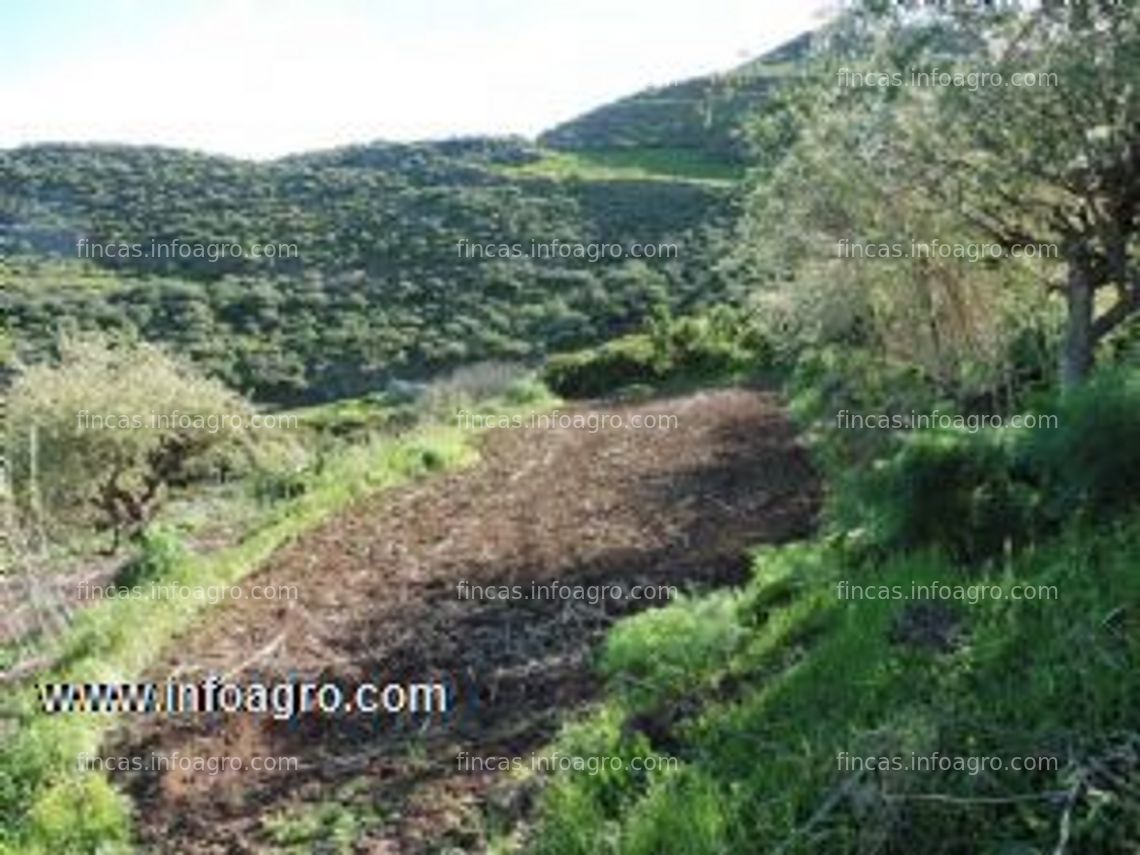 Fotos de Vendo finca en la cumbre de gran canaria