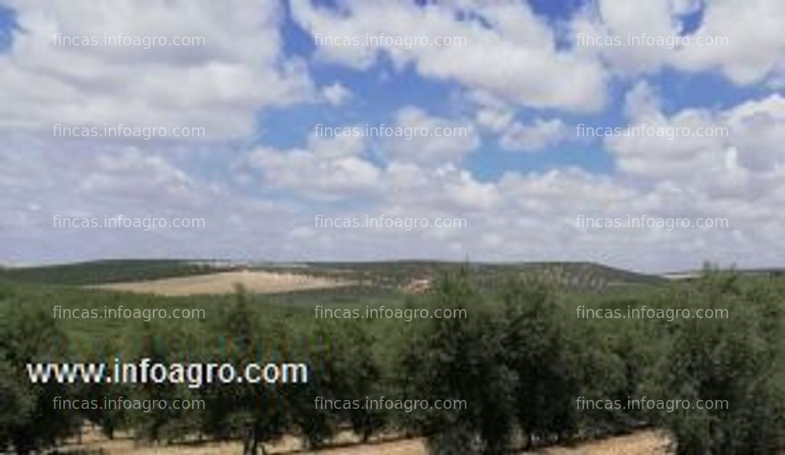 Fotos de Vendo olivar superintensivo de riego