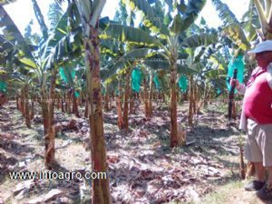 Fotos de En venta  terreno agrícola  con banano orgánico en producción 1,3 ha