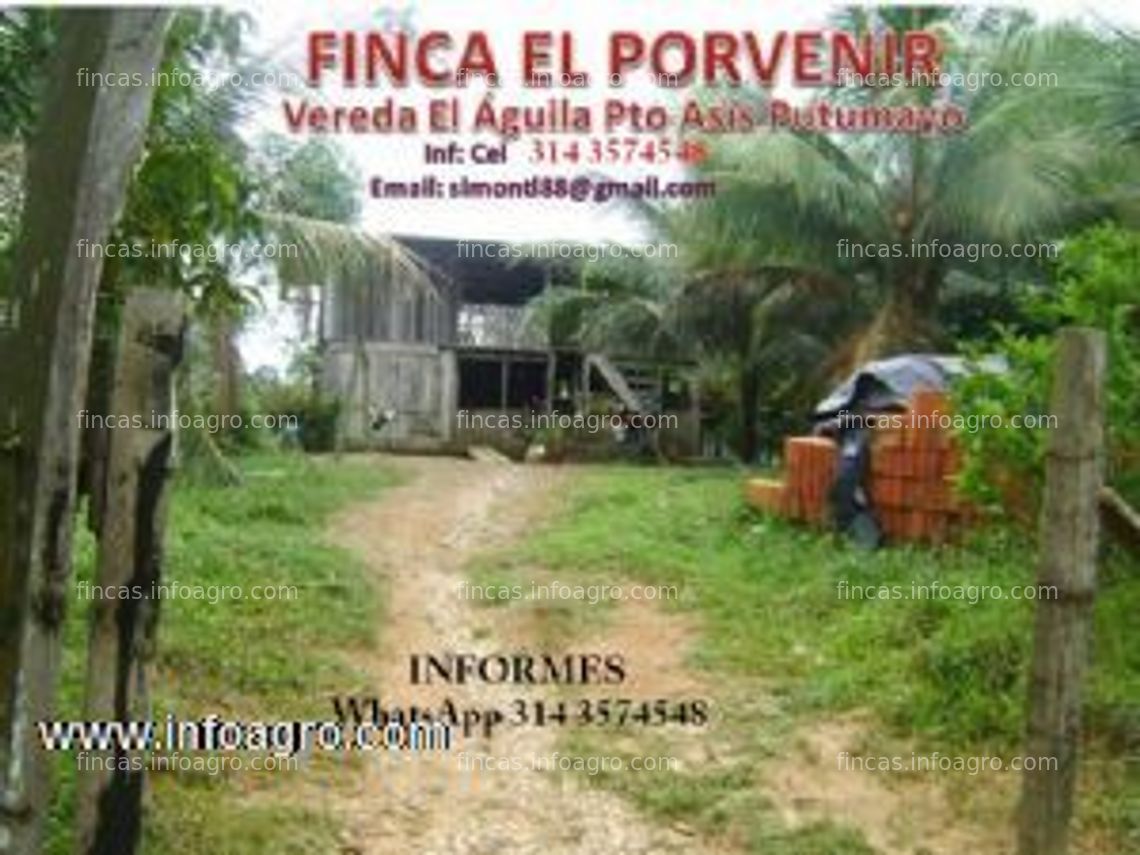 Fotos de En venta  finca a 15 minutos de puerto asis,explotacion bovina cria y ceba