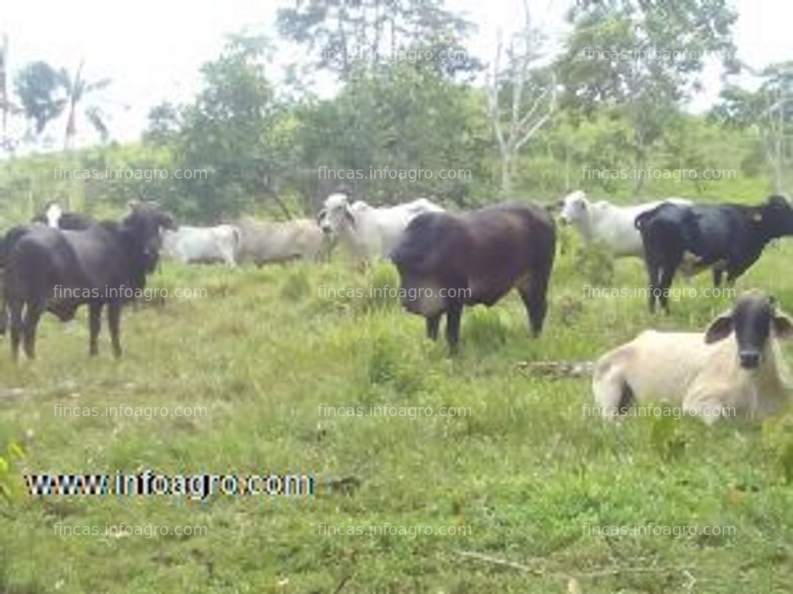 Fotos de En venta  finca a 15 minutos de puerto asis,explotacion bovina cria y ceba