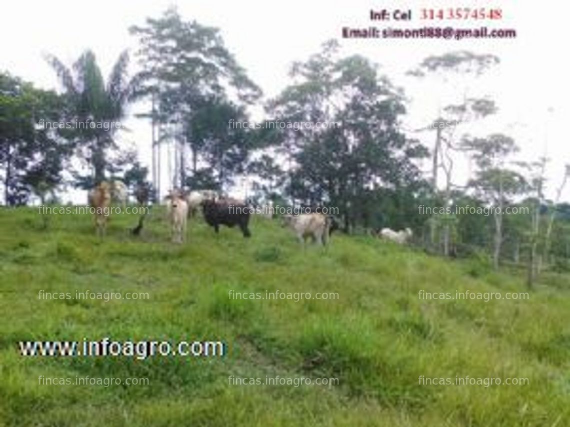 Fotos de En venta  finca a 15 minutos de puerto asis,explotacion bovina cria y ceba