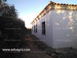 A la venta finca con 120 olivos y nave de 130 m2, cuevas del campo. granada