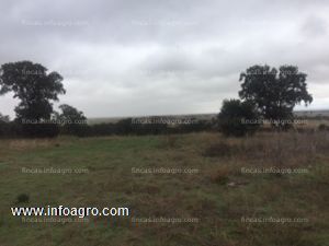 Vendo un conjunto de 8 fincas rústicas situadas en las localidades de paredes de navas y perales 280ha