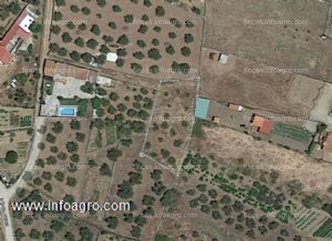 Fotos de Vendo olivar en malpartida de plasencia