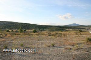 A la venta terreno a pie de carretera  a-403