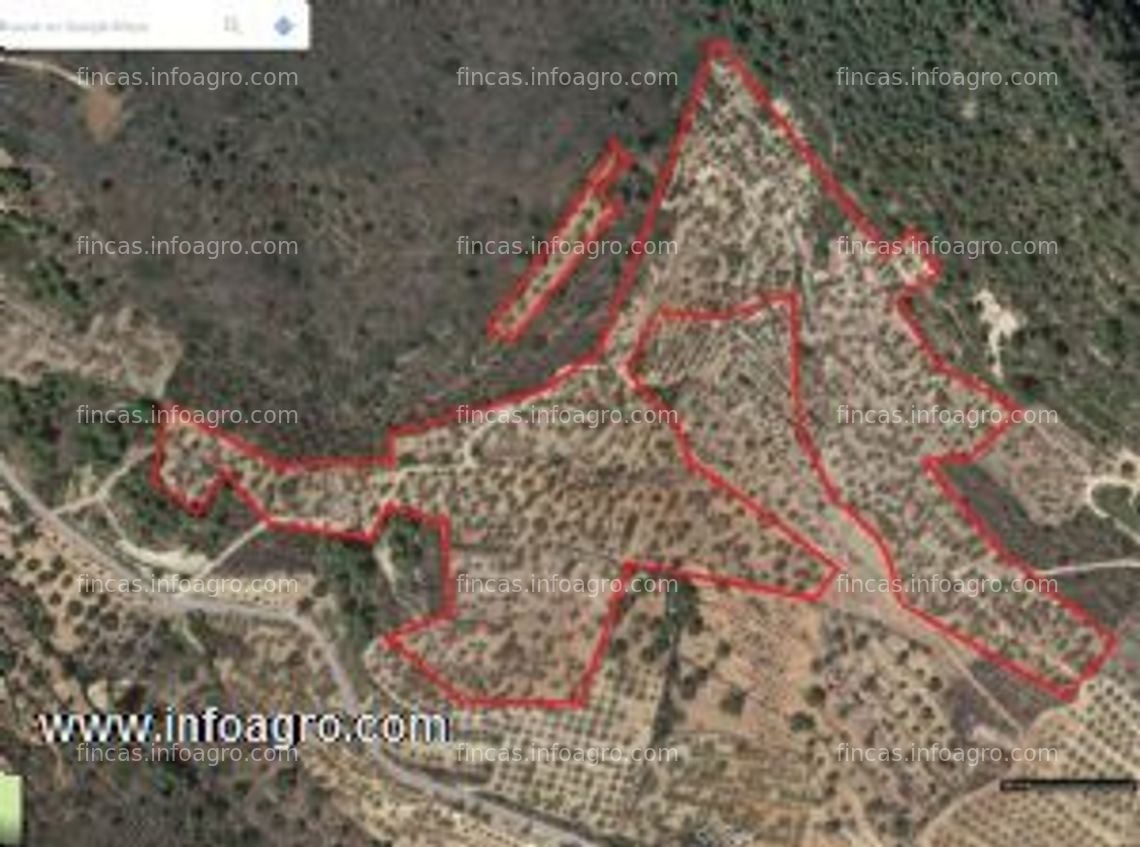 Fotos de A la venta finca de almendros de 48776m2(58.7 hanegadas) con acciones de regadío, en azuébar, castellón