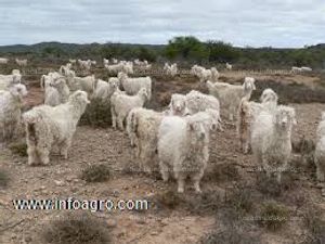 Se vende cabras de angora (en vivo y sacrificado)