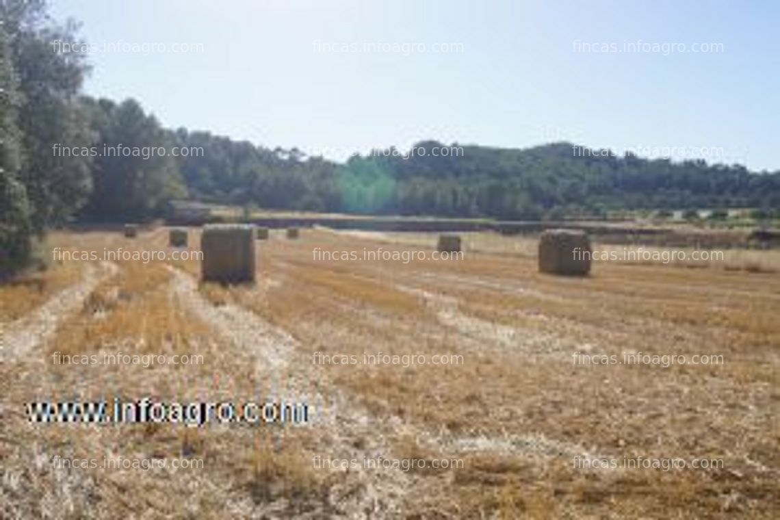 Fotos de En venta  terreno de 5 hect. llanas de secano cereal, pinar, con masía de 50 m2, 