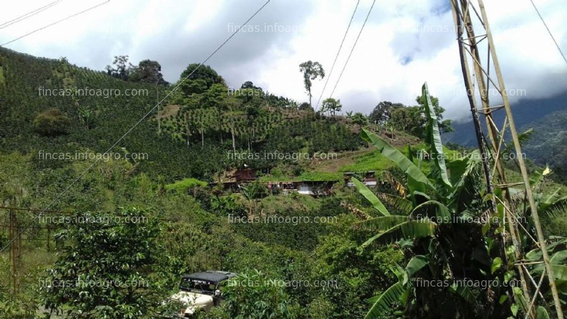 Fotos de En venta  finca cafetera en santuario colombia