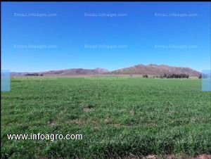 Se vende finca agrícola de 233 hectáreas en argentina - informes en españa