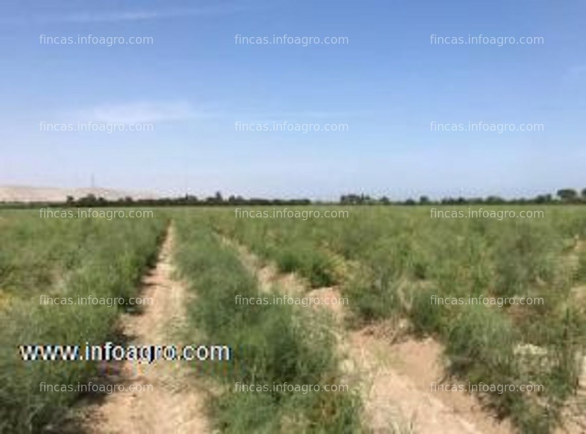 Fotos de En venta  fundo agricola de 20.66 hectareas, con pozo con licencia