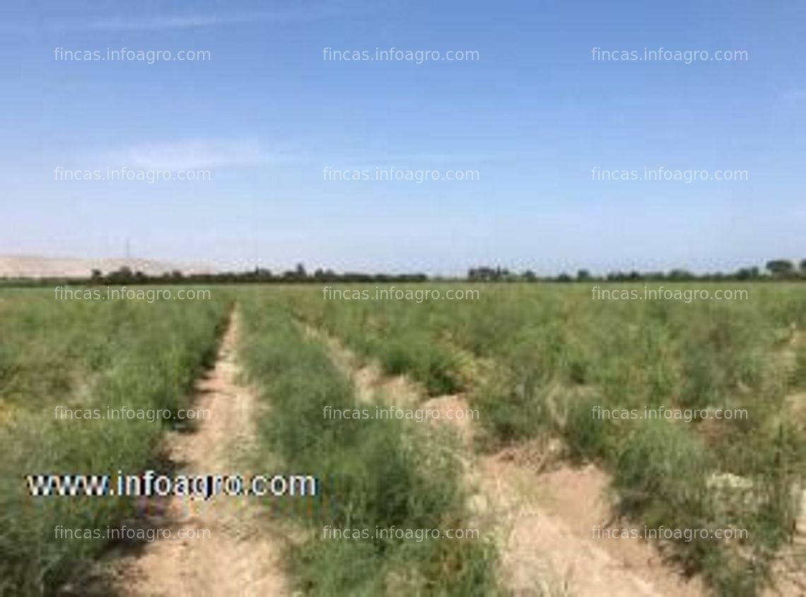 Fotos de Se vende fundo agricola de 20.66 hectareas, con pozo con licencia